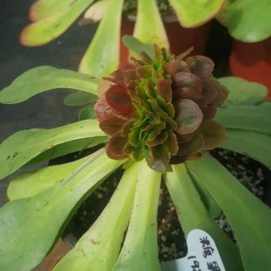 糖果锦缀化带砧木发货