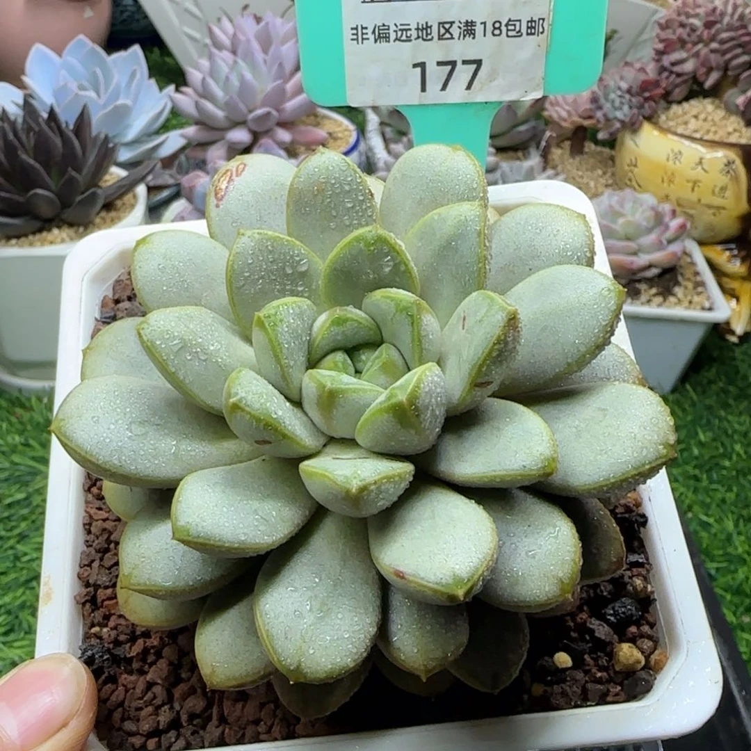 唐二姐多肉编号177