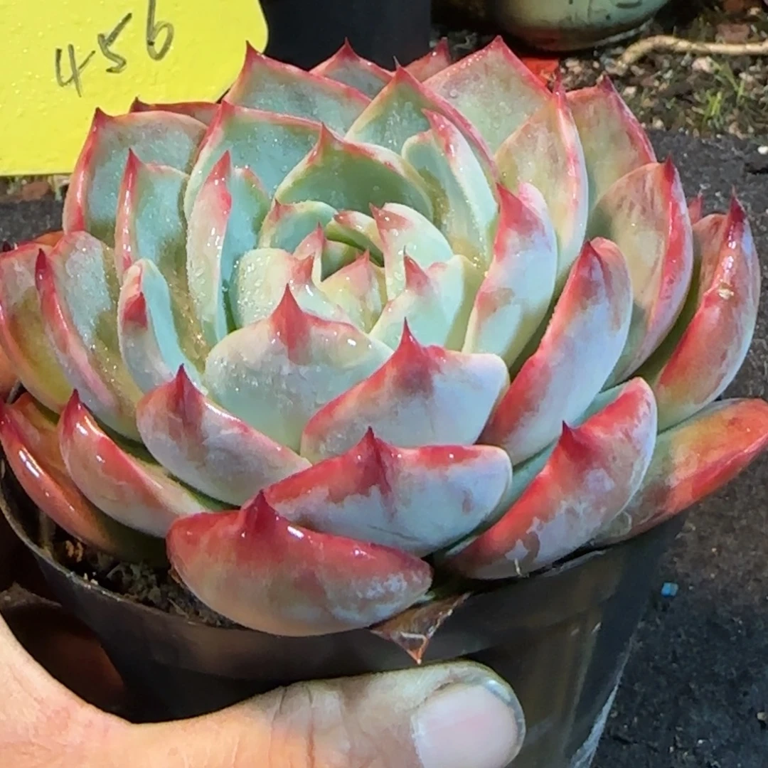 惊鸿一物一拍包装收缩花旱456