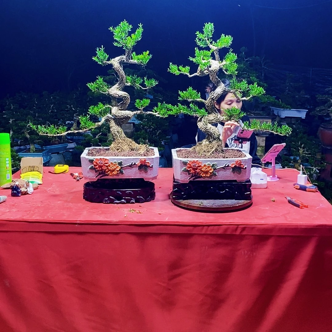 完全开放广东黄杨盆景