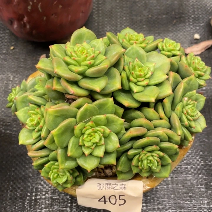弥鹿之森多肉苹果花