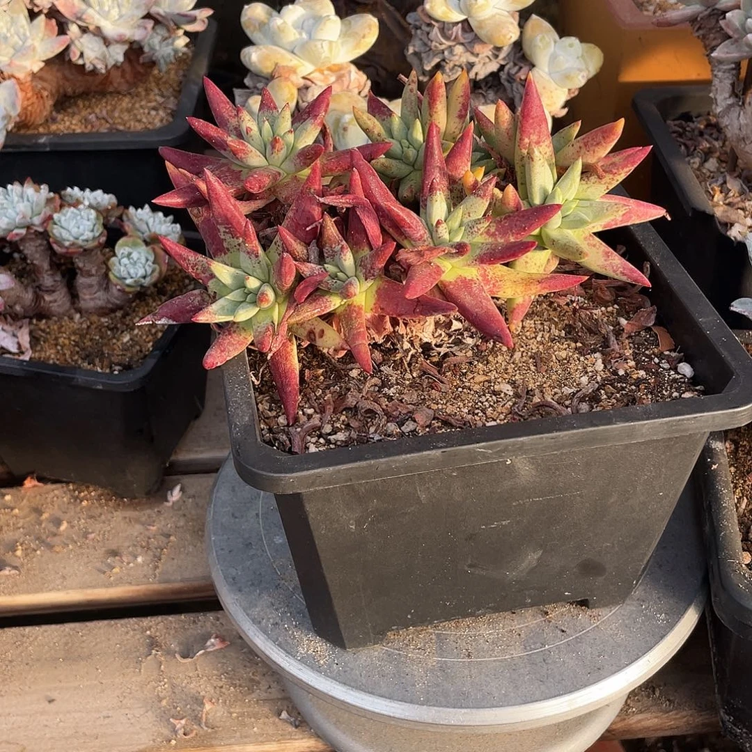 晨溪园艺仙女杯呀