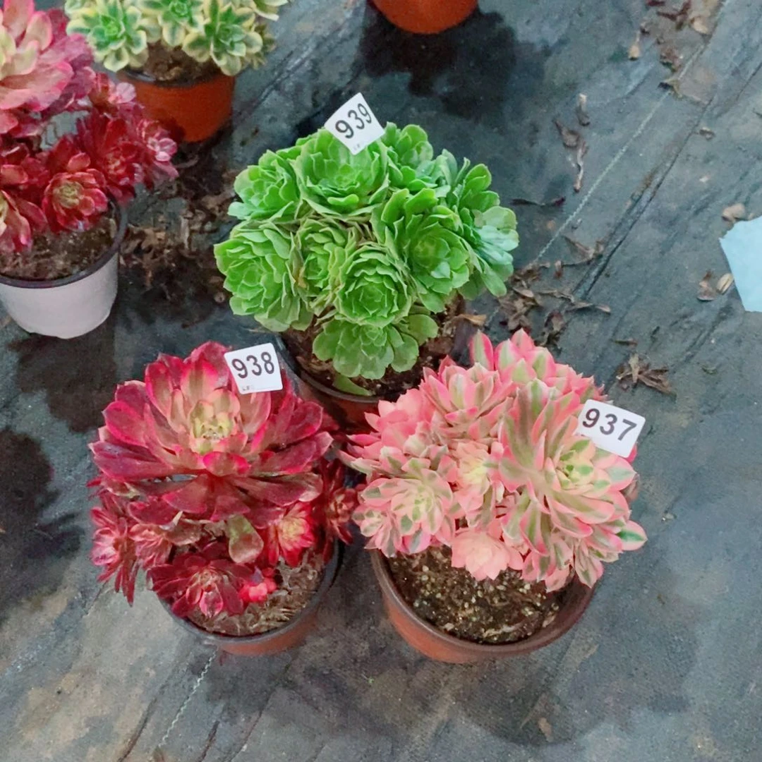 2*9组合937938939多肉1111