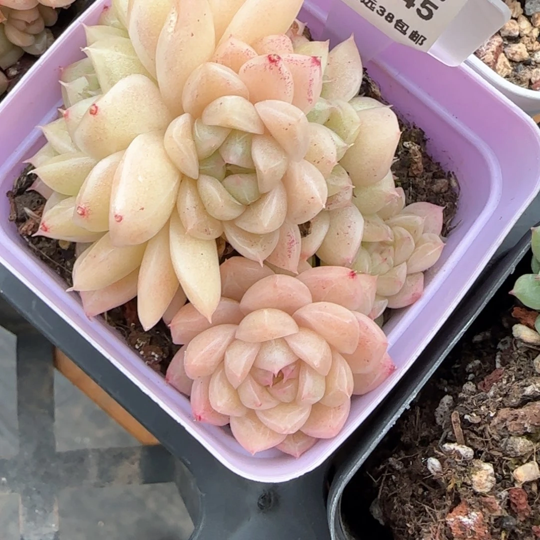 专****2245东篱下多肉植物盆栽