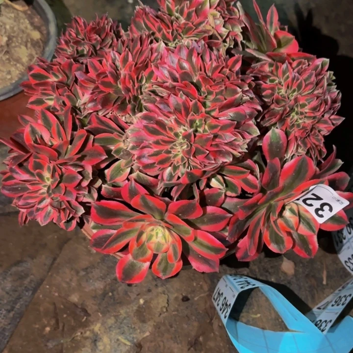 327女妖多肉植物不售后