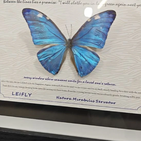 你***蒙安东尼斯闪蝶蝴蝶标本拍