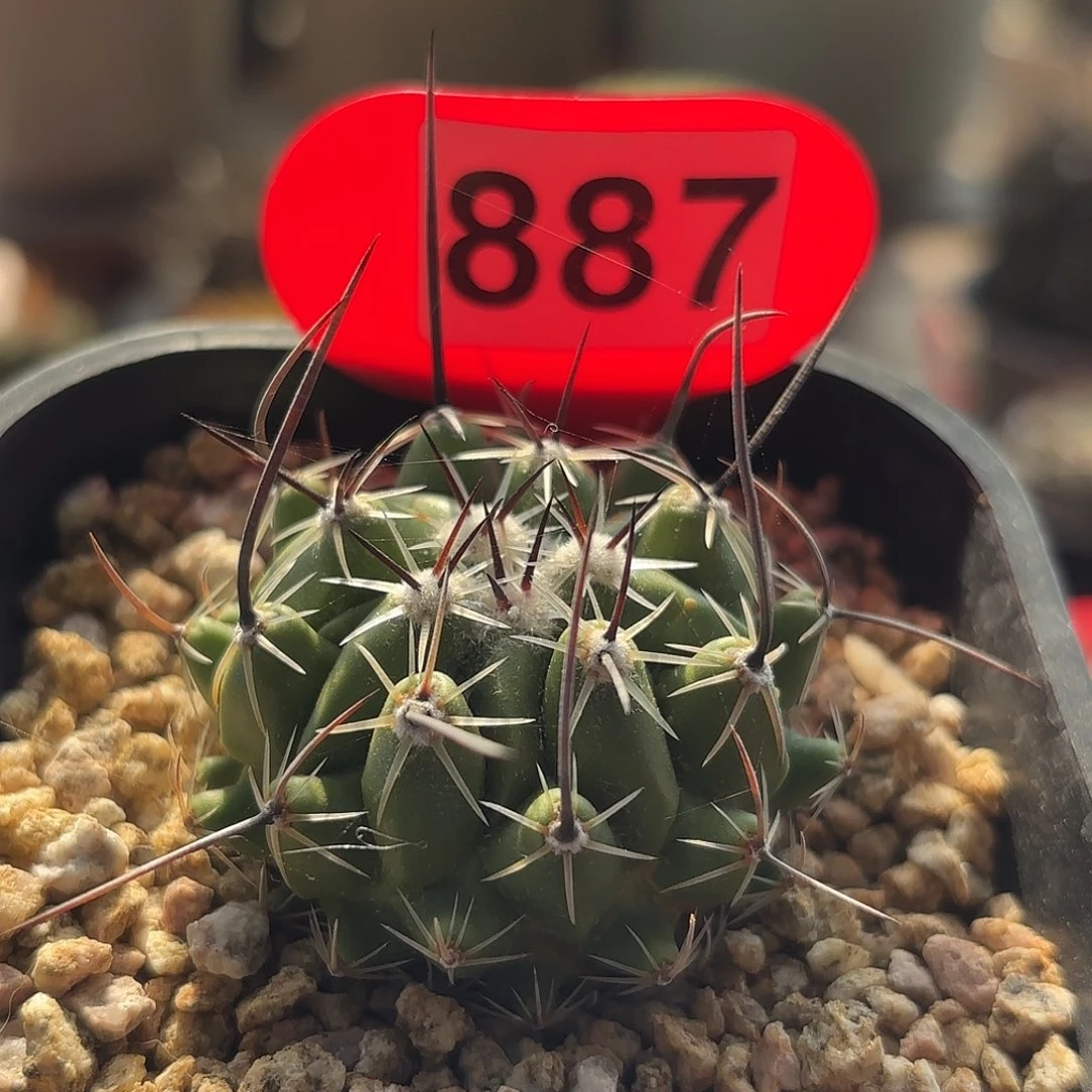 仙人球实生天兆丸