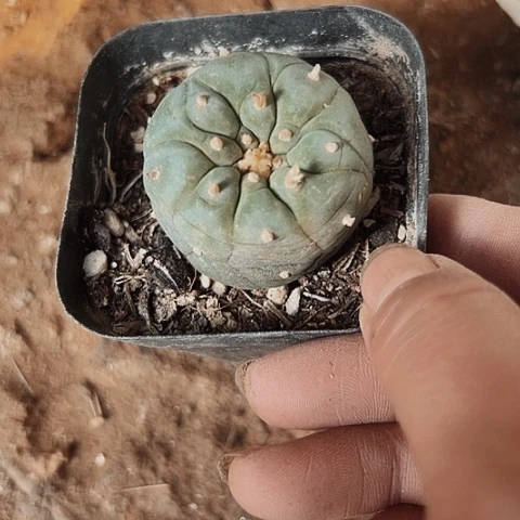 3131海鲜自根仙人球