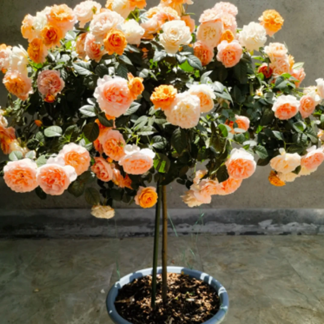 果汁阳台开花机器四季开花阳台庭院好养活月季树苗棒棒糖月季树苗
