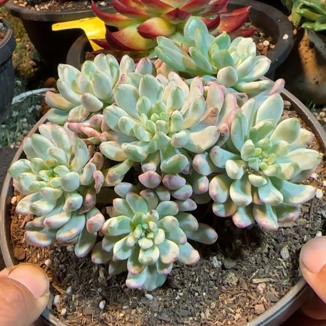 蓝精灵锦惊鸿一物一拍包装收缩花旱