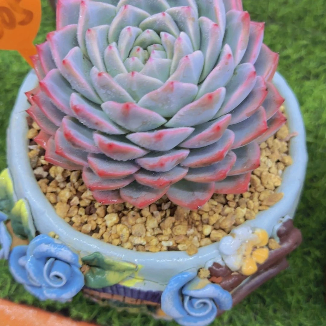 快*吧505多肉植物一物一拍