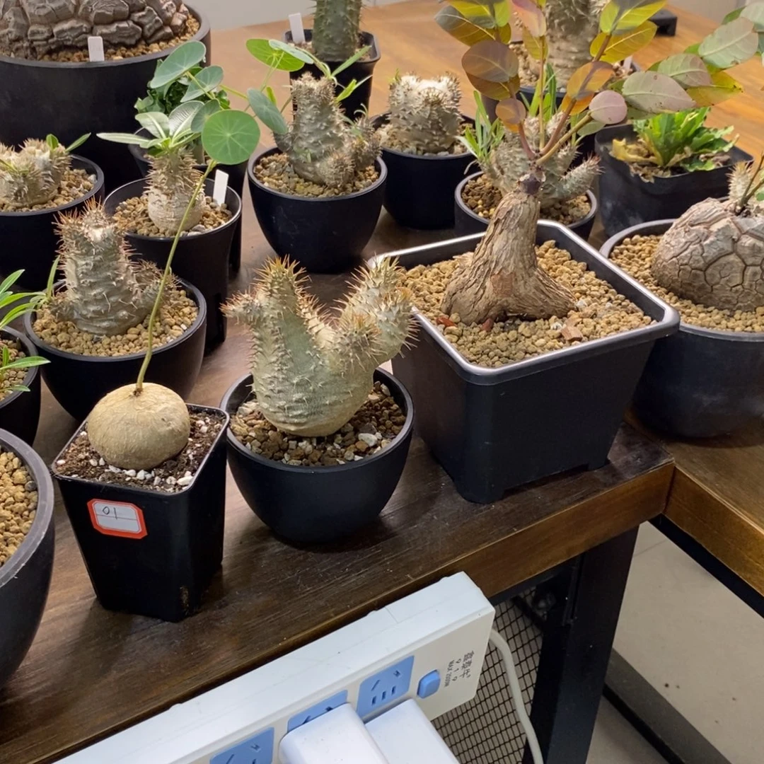 素可泰 象牙宫 奇异 无双