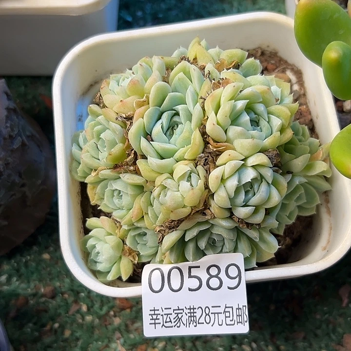 幸运的是我还在努力
