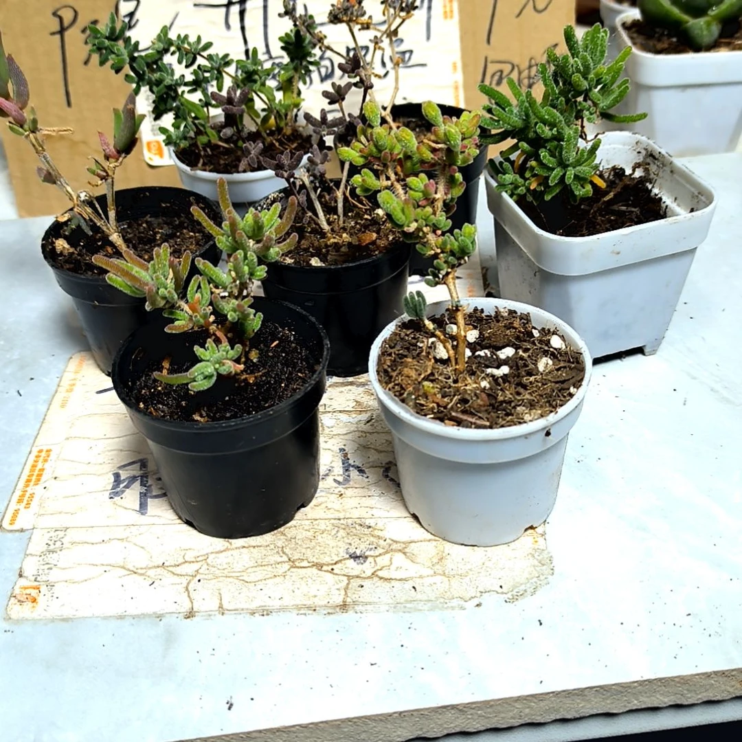 满9元包邮，枝干老苗四颗福利不同品种