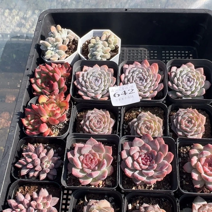 绿***店642号一筐一物一拍多肉满18元包邮下午发货