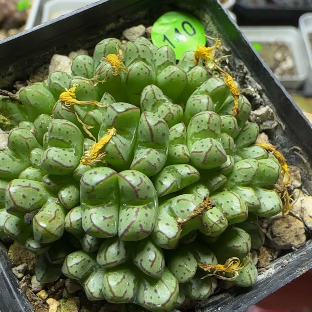 大群生多肉植物140