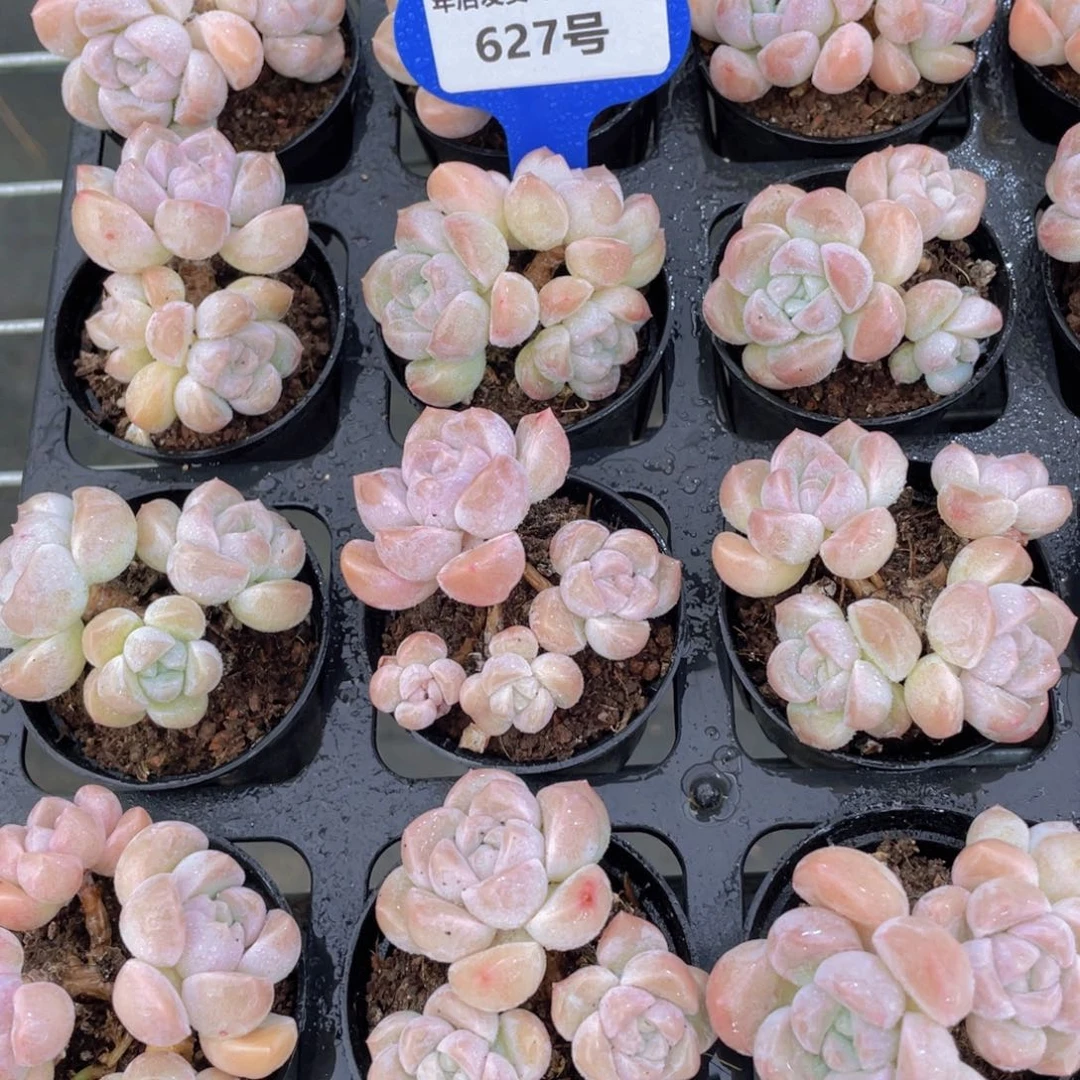 627号丸叶老桩多头奶糖群一个