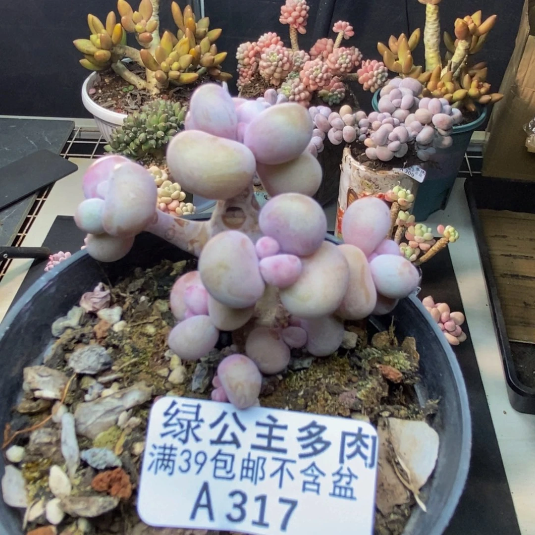 317腰子桃蛋树多肉有断枝