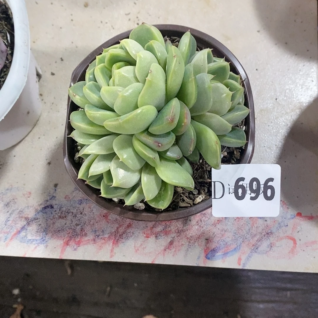 开*、696皮爱拉多肉