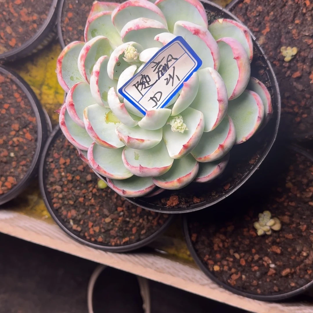 随*随赢惊鸿凡艺多肉