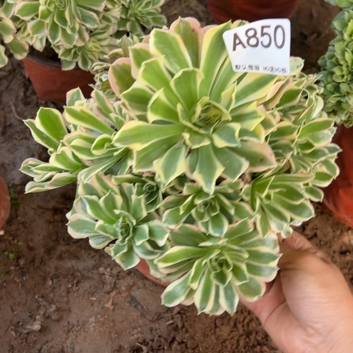 白凤多肉植物850.