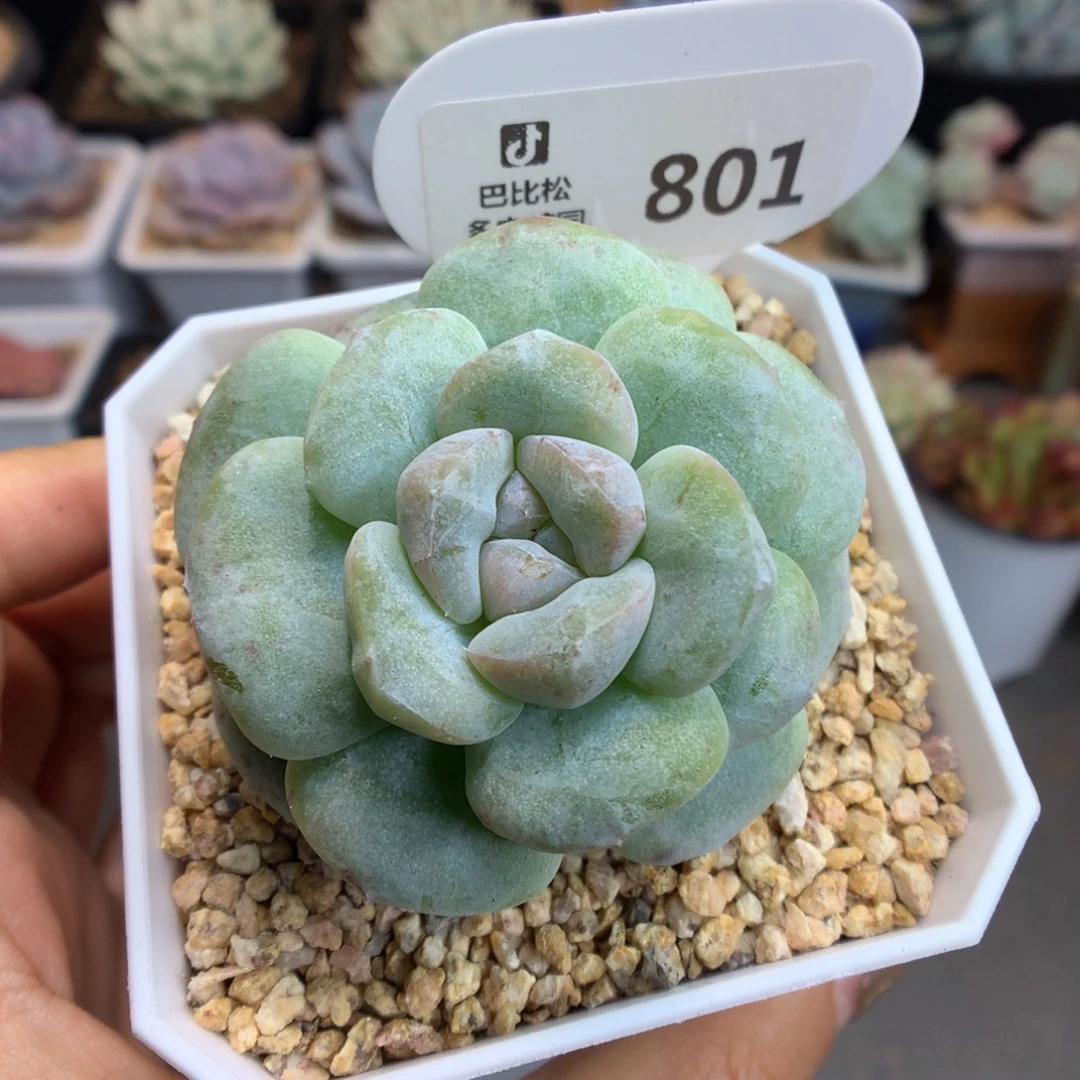 801冰玉石化多肉植物