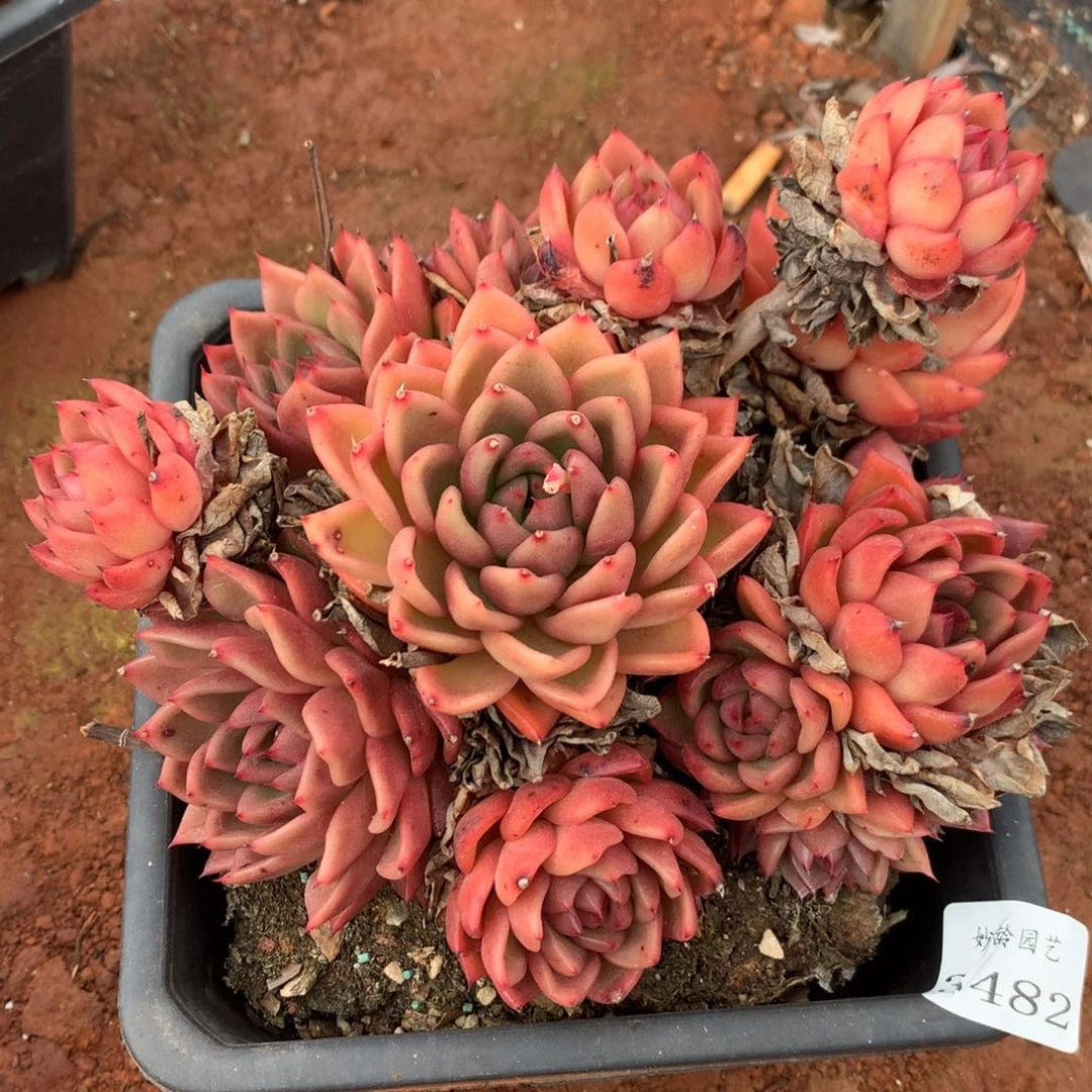 3482杂交精品基地18厘米