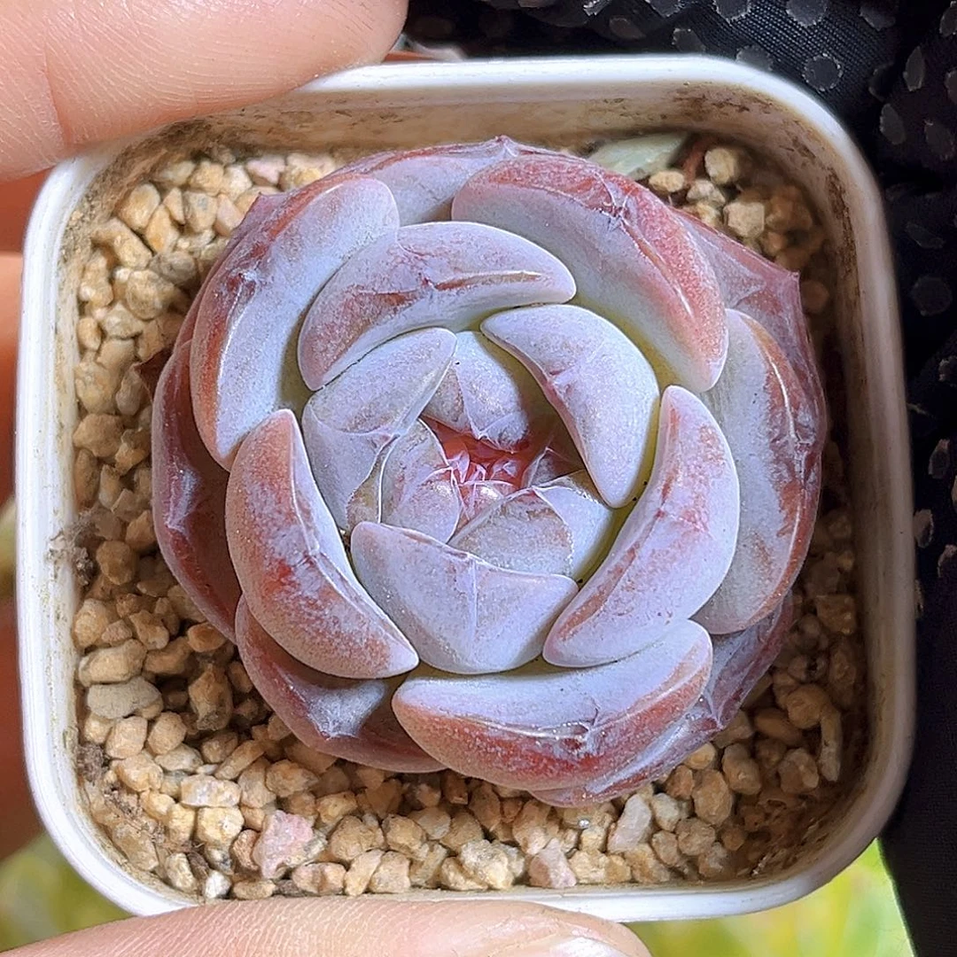 E866一物一拍 糖炒栗子