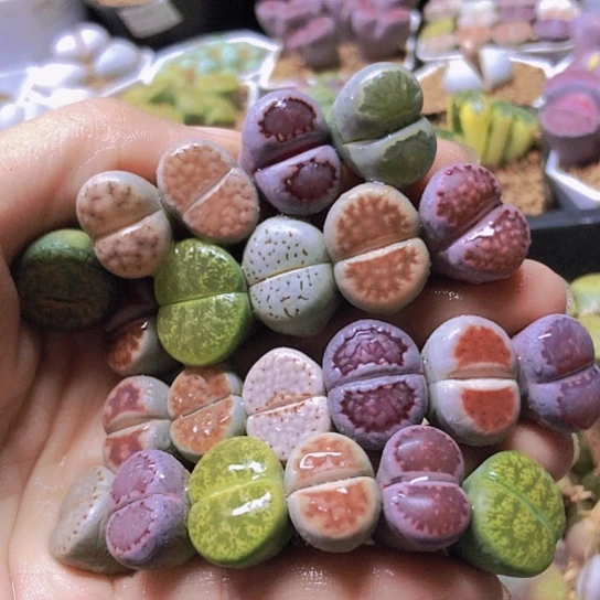 无花朵0468，如图一物一拍1.5-1.8厘米