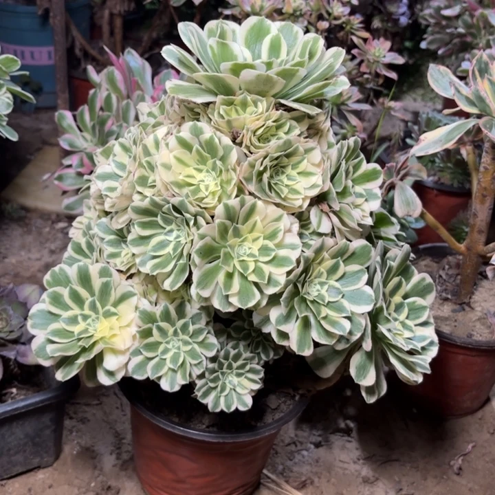 多肉植物法师迈巴赫34