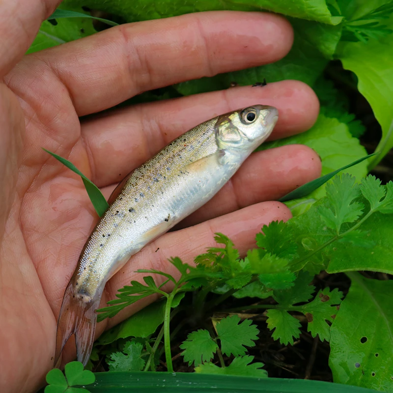 雅鱼洋鱼小鱼四川发货淡水养殖食用观赏均可
