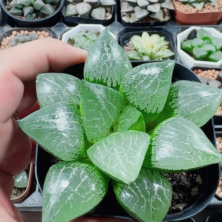 十二卷实生福利活动