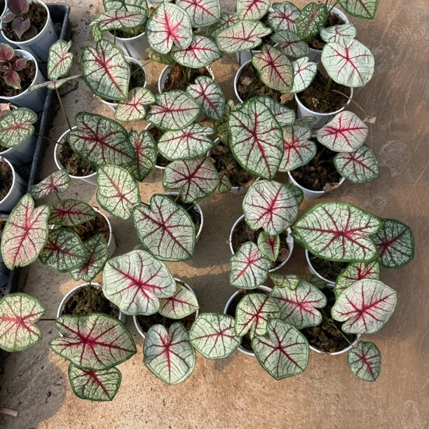 【青山盆红脉】彩叶芋观叶类懒人植物盆栽