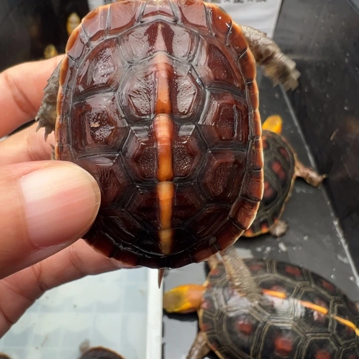 茶***蛋绿毛龟母啦们我也想去看