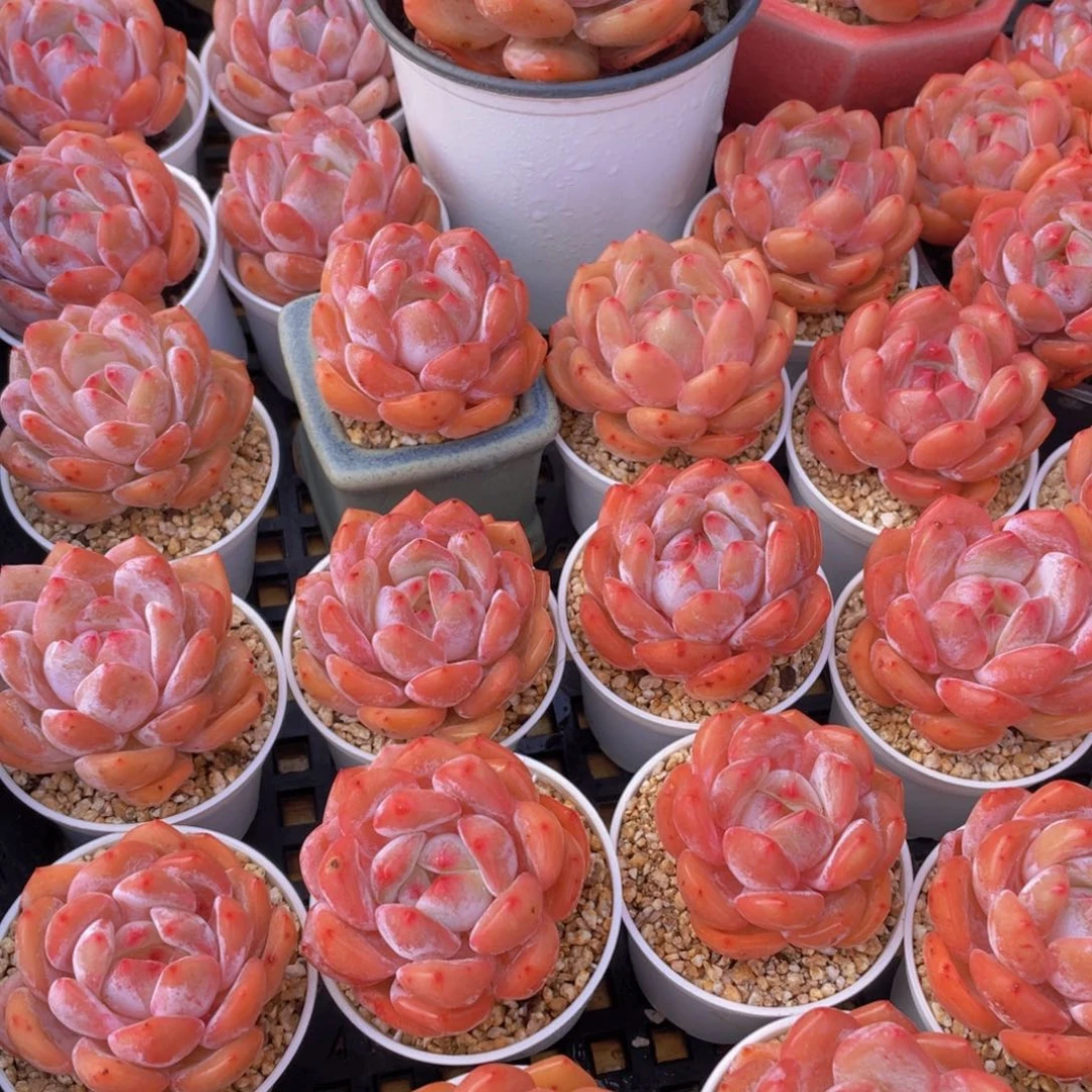 量拍66号 果冻韩版仙女橙单头5个