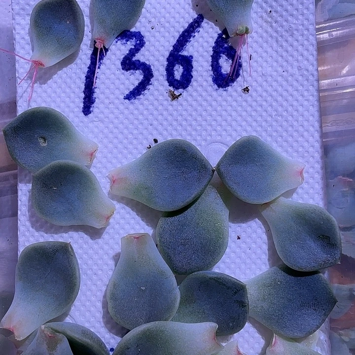 甜心叶片随机30个品