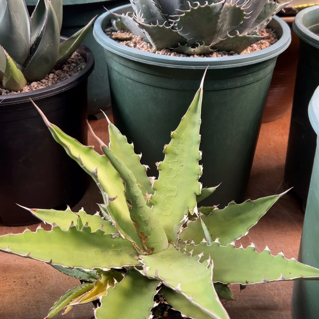 多肉植物龙舌兰格其蓝天