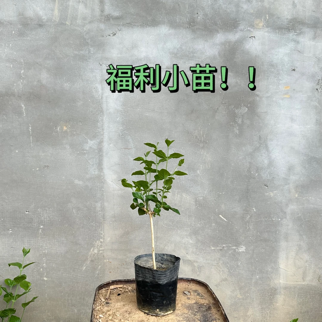 笔尖茉莉独杆棒棒糖小苗 根系好枝条壮 新手入门练手