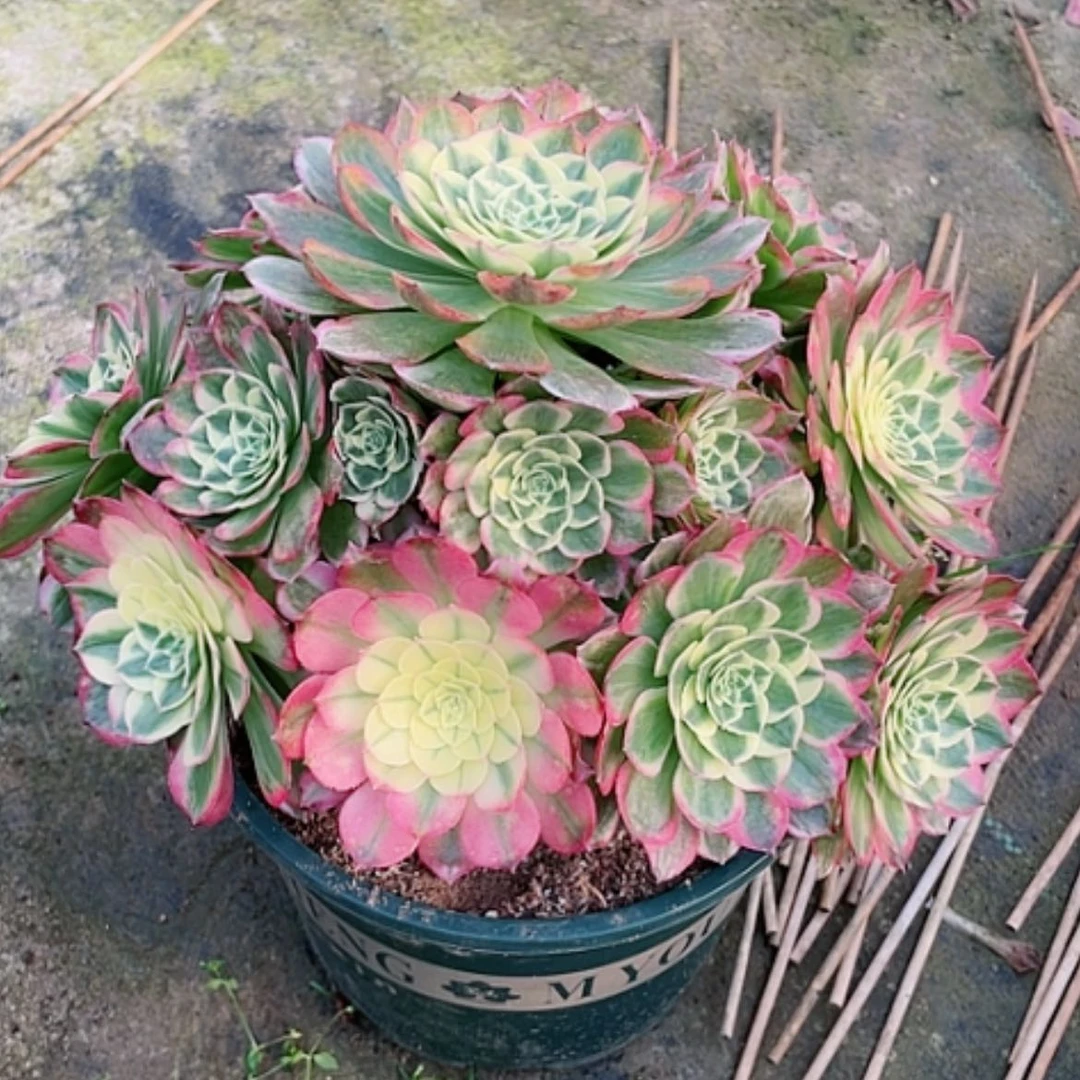 【闪购商品】法师好看也好养