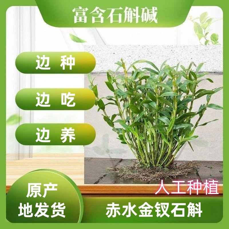 赤水金钗石斛苗 成活率超高 可边种边吃 分清楚 栽培苗和 丛苗