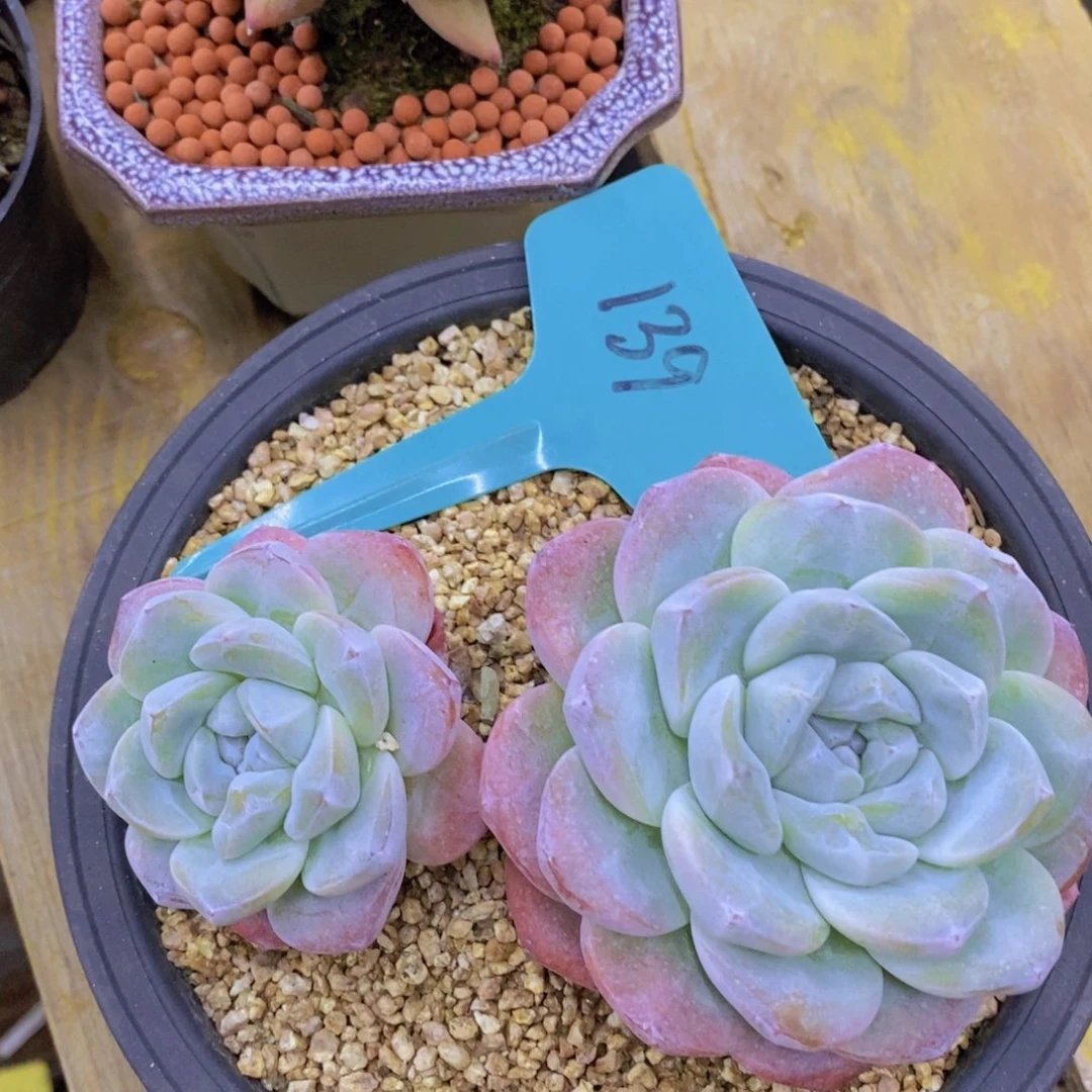 开心多肉，清货场1