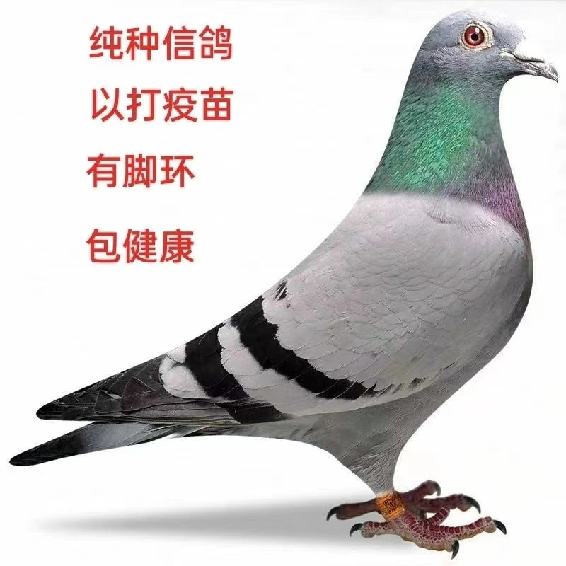 信鸽种鸽包下蛋信鸽超远程赛鸽种鸽