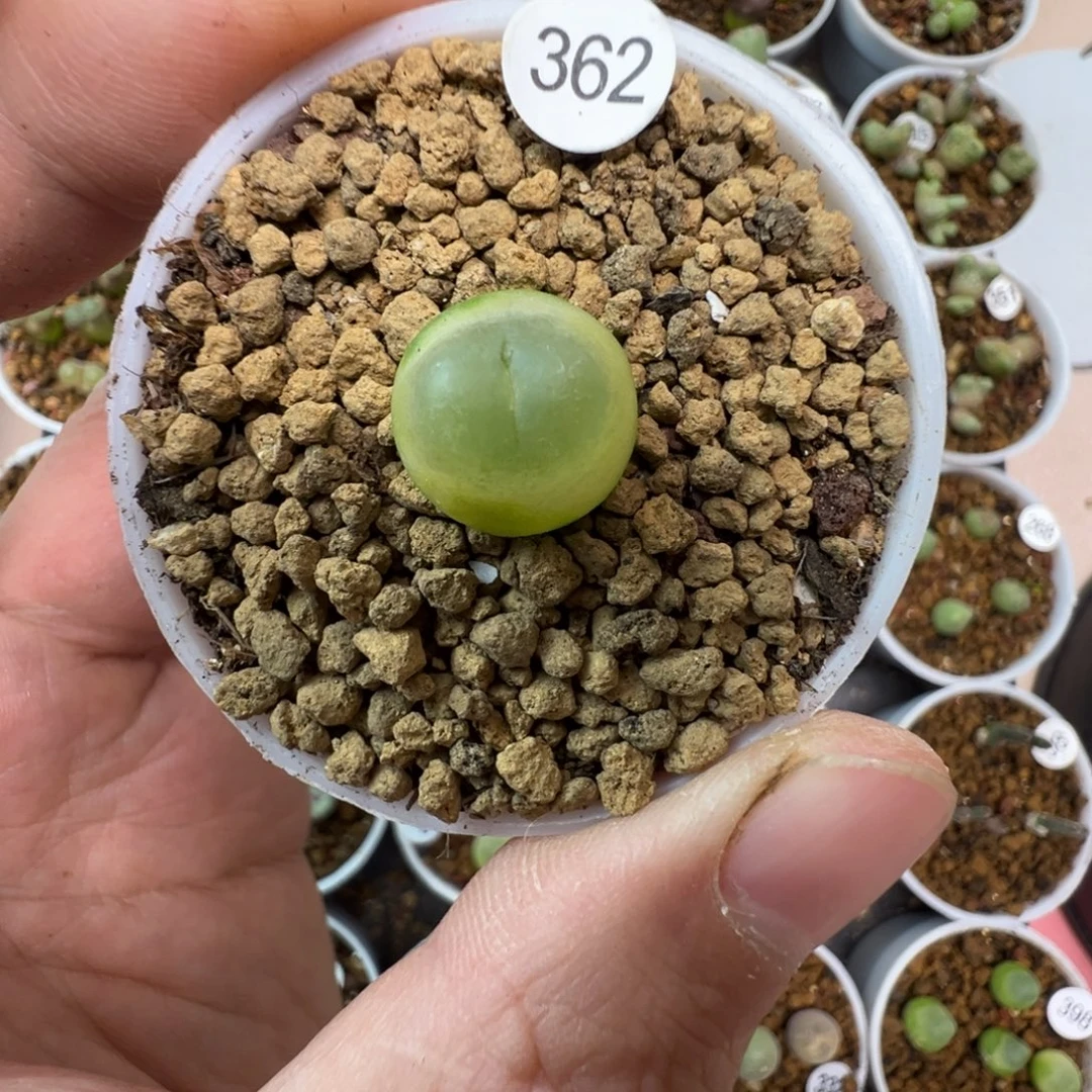 拉登一颗脱土36200000