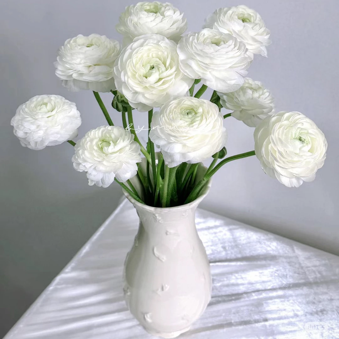 【白色洋牡丹一把10枝】全场任意两单以上鲜花顺丰包邮