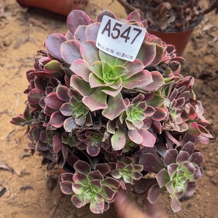 金丝却多肉植物547.