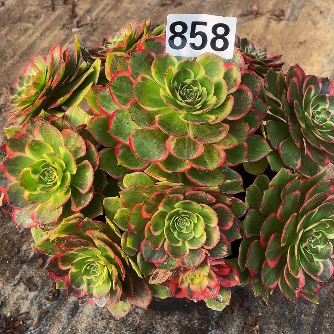 多肉法师858号粉花妖发货不包损