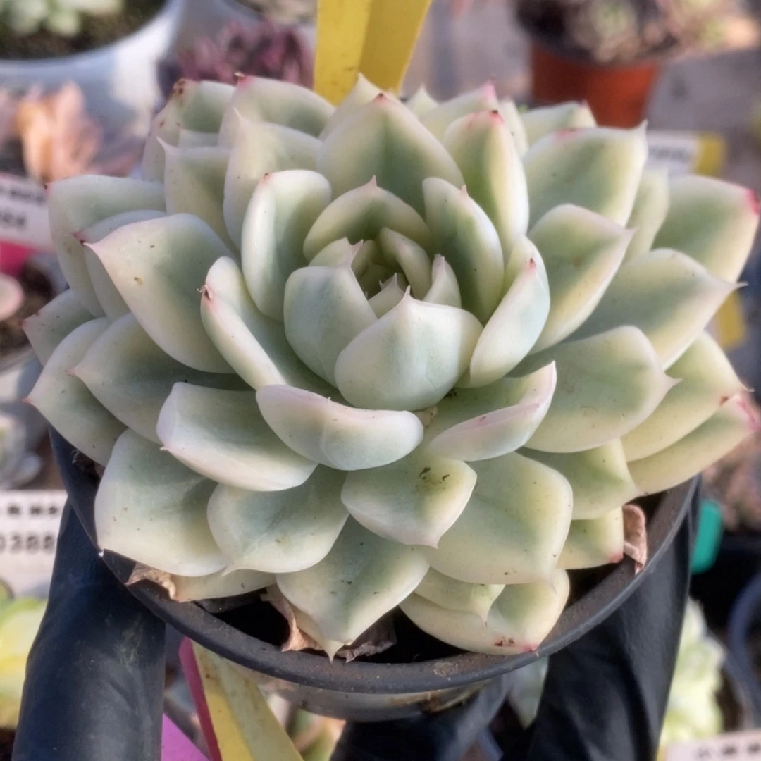 539月亮仙子锦锦锦锦锦