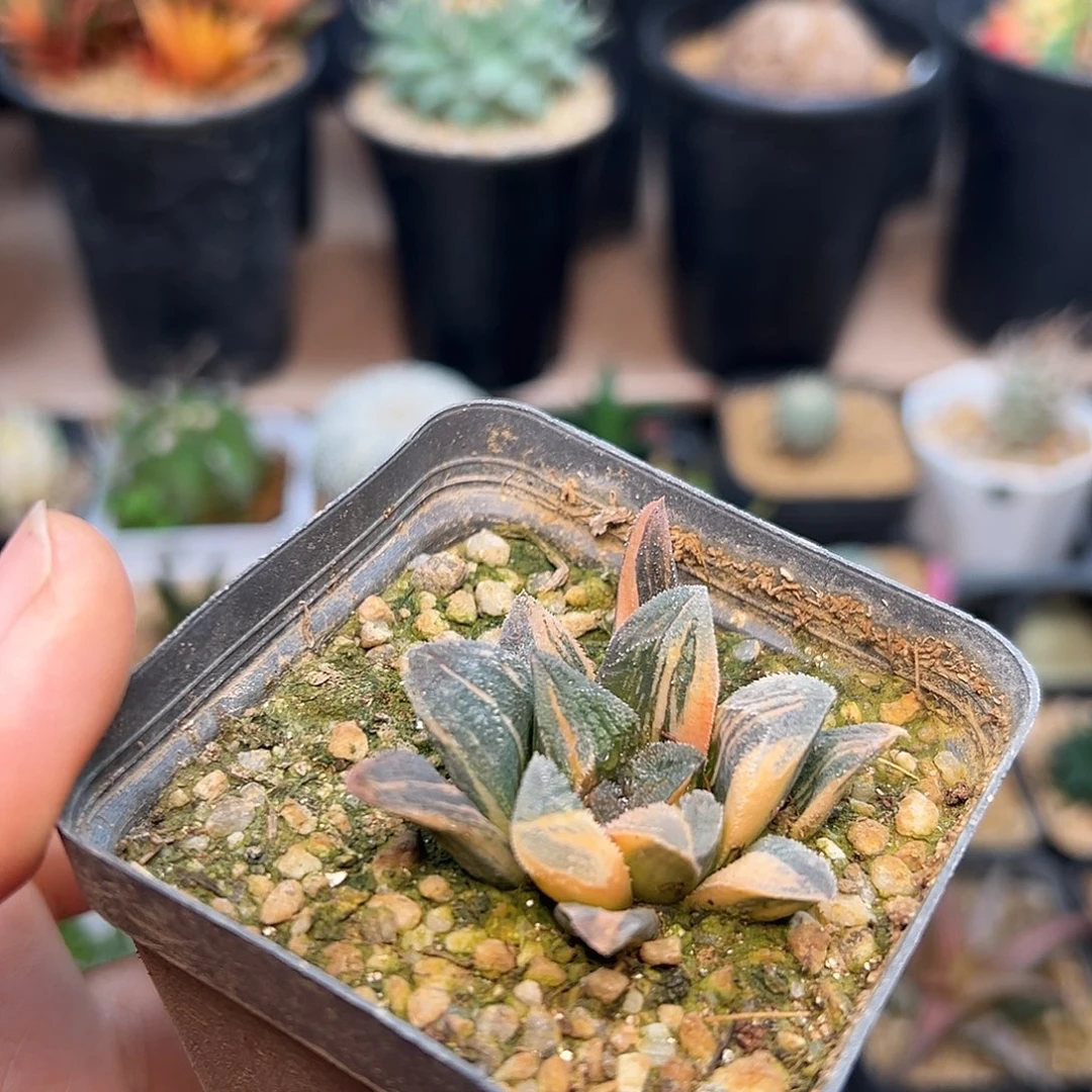 毛蟹寿锦一颗一颗