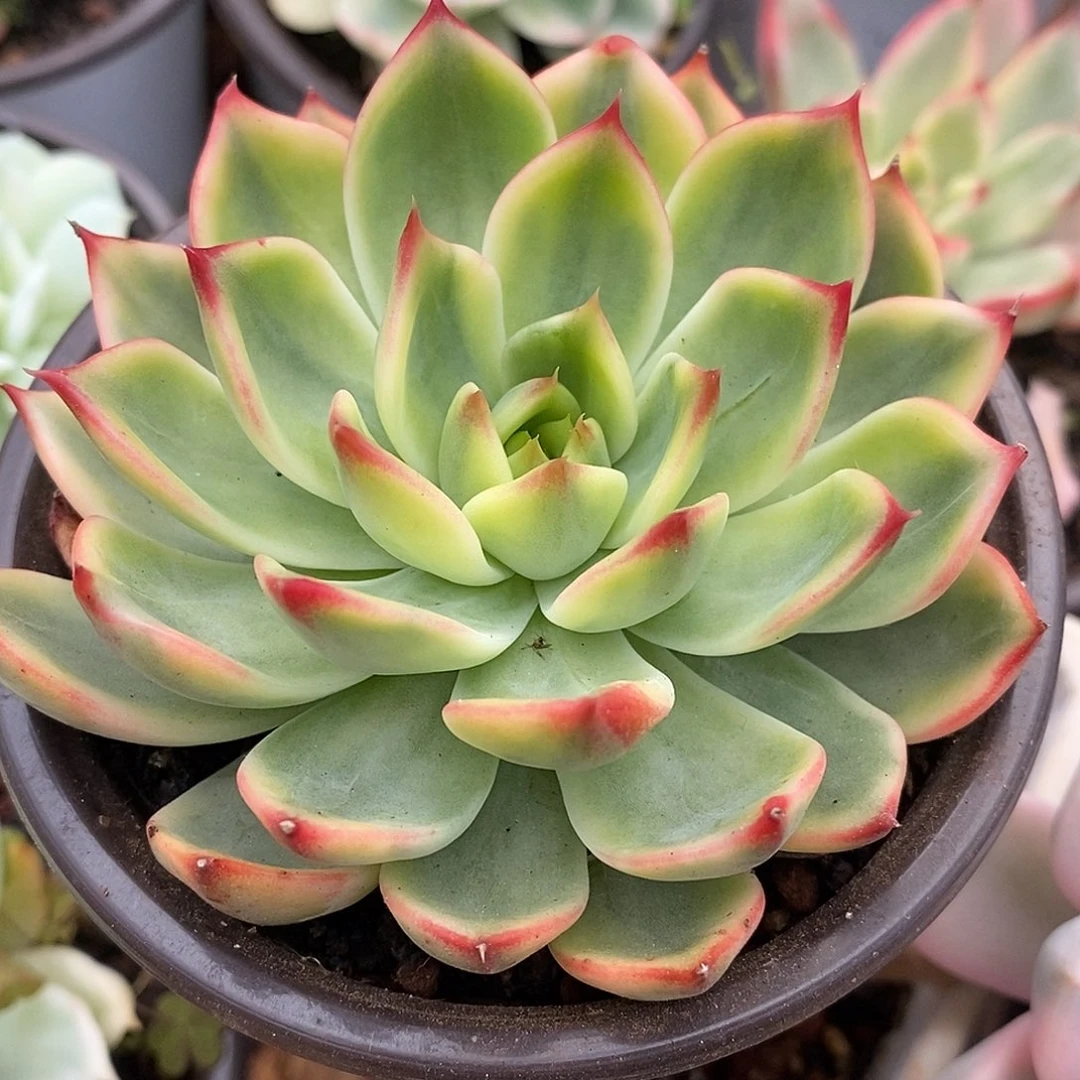 桃花哈gggggggggg