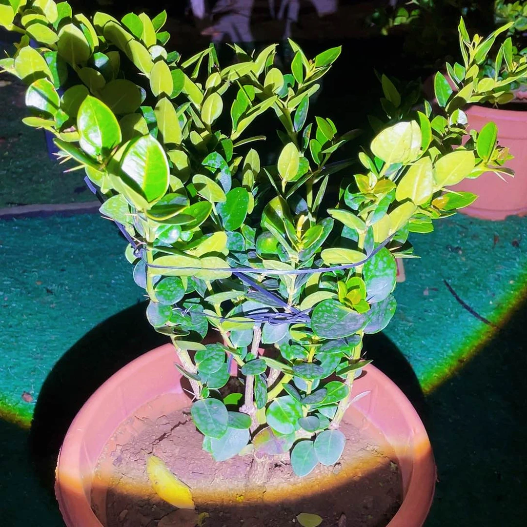 完全开放用****3222度无痕遮肉显腿细腿短身材超棒无赘